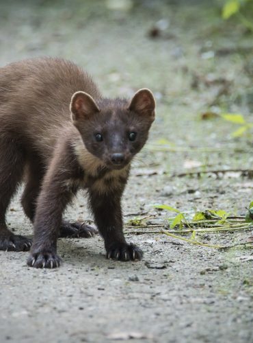 croatian-forest-881029_1280