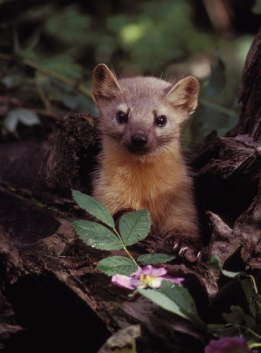 marten-86593_1280
