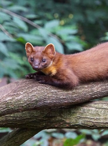 wild-animal-4015349_1280