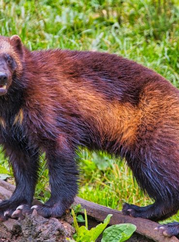 wolverine-7313196_1280